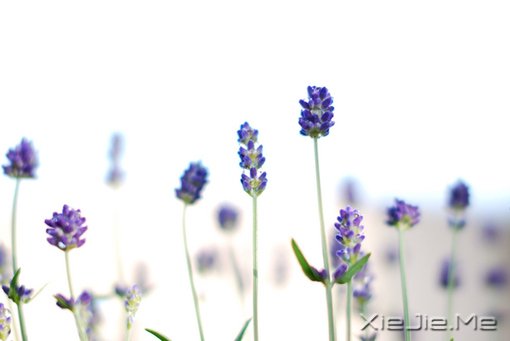 12697135268506 12697135268506、白色、White、紫色、薰衣草、花、flower、lavender、、花朵、夏天、盛开、妖娆