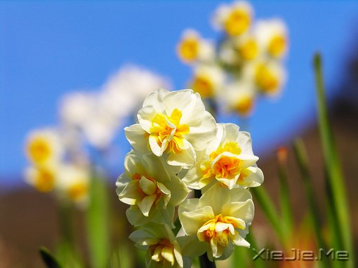 水仙 水仙、水仙、鲜花