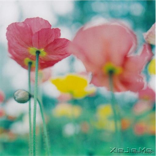 杂 杂、杂、美图、花、虞美人、亲亲