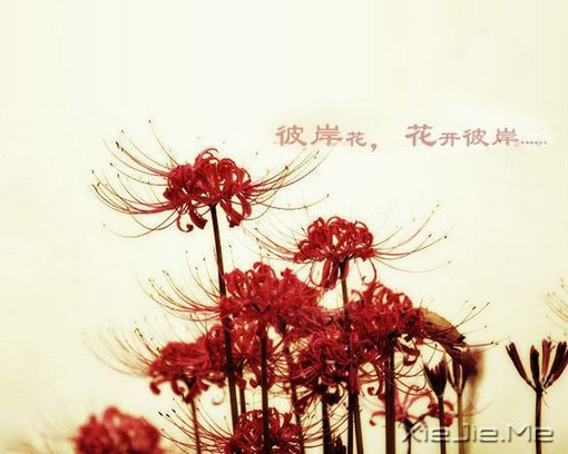 untitled untitled、彼岸花、曼珠沙华、彼岸