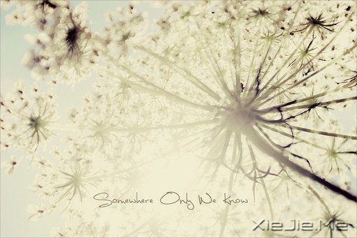 untitled untitled、花、壁纸、清新、色彩、唯美、花草、Flowers