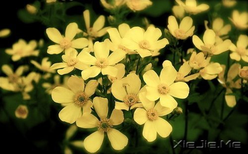 选择最淡的心事,诠释坎坷的人生 (8)