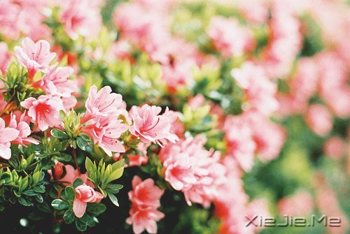 人生旅途,花香满径 (7)