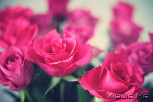 人生旅途,花香满径 (8)