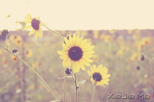 生命是一首悲欢交集的歌,我们都是那个唱歌的人 (4)