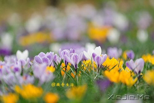 花开为谁谢,花谢为谁悲 (3)