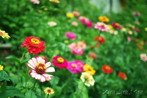 早安心语:让过去的都过去 (4)