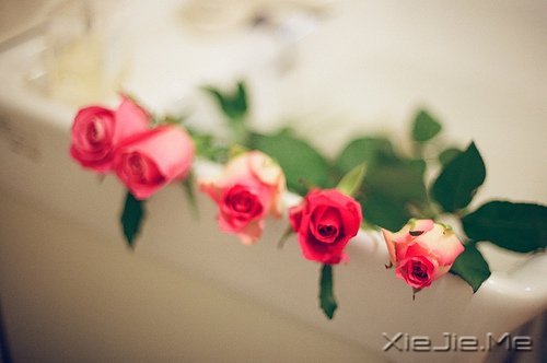 早安心语:做自己生命的主角,而不是别人生命中的看客 (11)