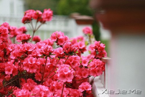 早安心语:不往前走,你将永远停留 (8)