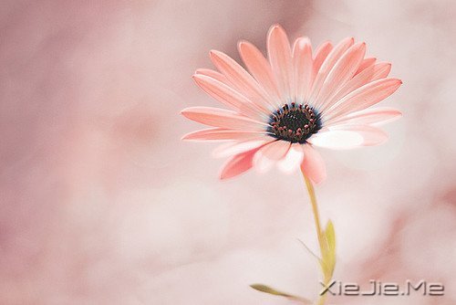 早安心语:你想要的,岁月都会给你 (1)