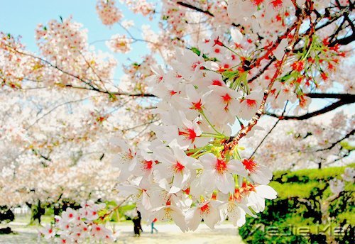 早安心语:宠爱自己,才是最重要的 (7)