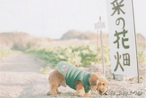 晚安心语:总有些瞬间,能温暖整个曾今 (8)