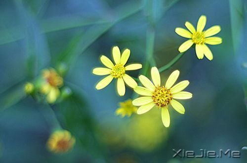 晚安心语:停在风景里,为自己唱首歌 (5)