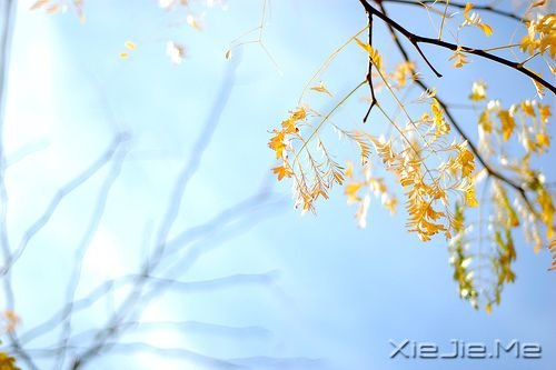 早安心语:生命中有风有雨,也有阳光 (4)