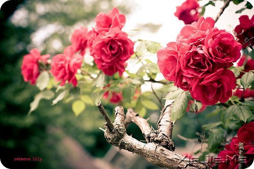 为什么亲人离去会让我们难过?