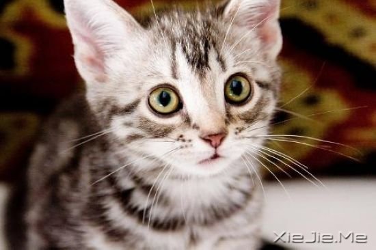 关于猫咪的9部经典电影推荐 (6)